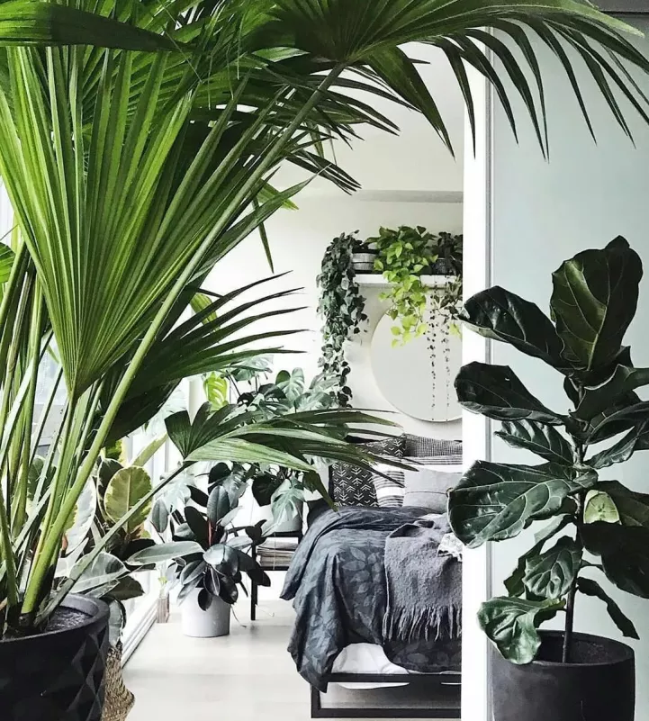 House plants for every room